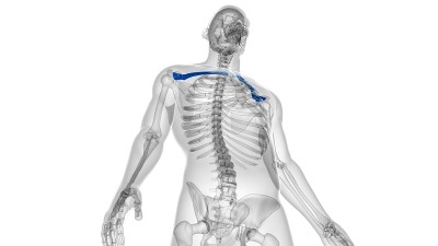 人类骨骼解剖锁骨3D渲染