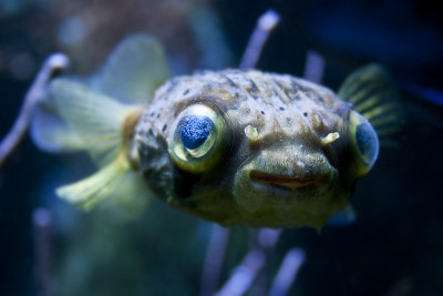 Long-spine porcupinefish