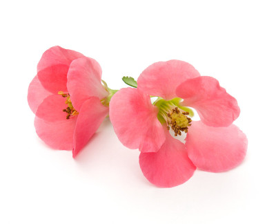 贴梗海棠开花