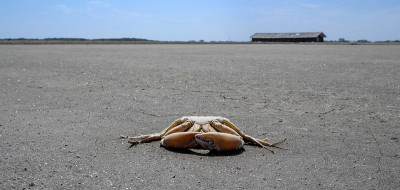 死亡海蟹