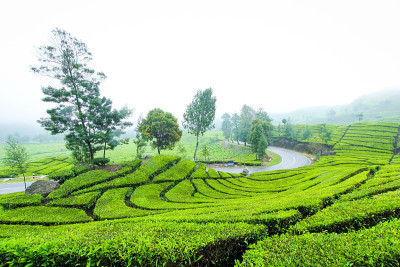 青山茶园