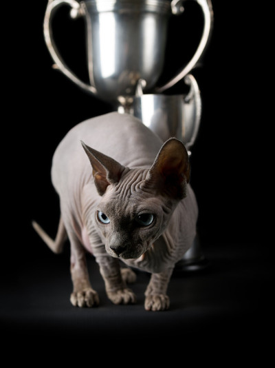 Sphynx猫