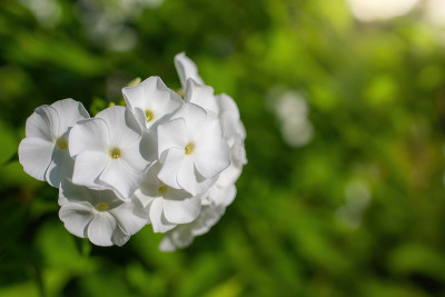 白色夹竹桃花靠近。