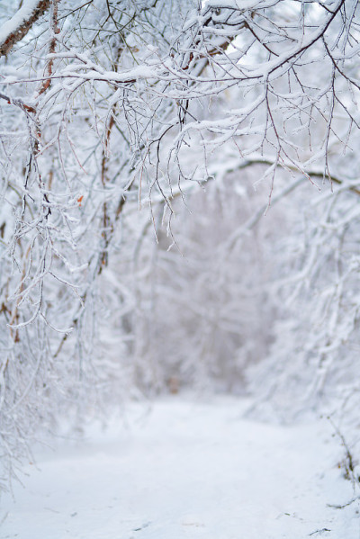 一场大雪后美丽的冬季森林