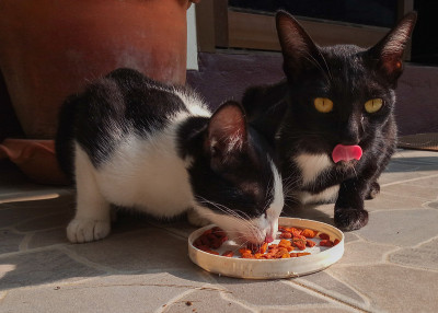 家猫吃食物
