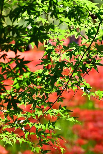 日本枫叶与红地毯上的蜘蛛百合花