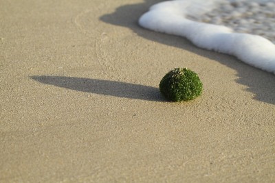 大量的绿藻，漂浮在海滩上搁浅