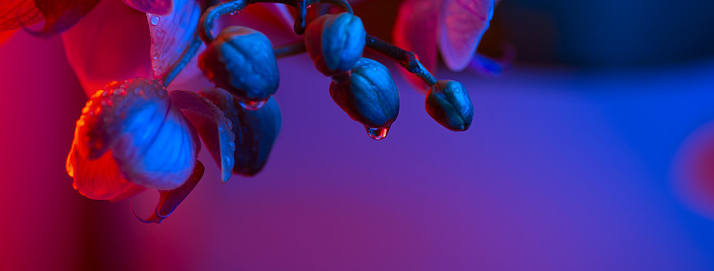 精致的粉红色兰花与露珠近距离在浅蓝色背景
