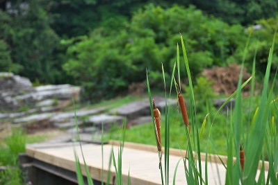 芦苇的尖刺
