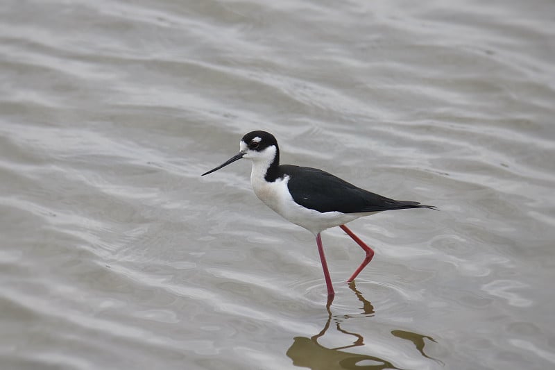 黑颈高跷(墨西哥himantopus mexican)