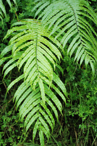 新西兰本土的一种叫Kiokio的蕨类植物