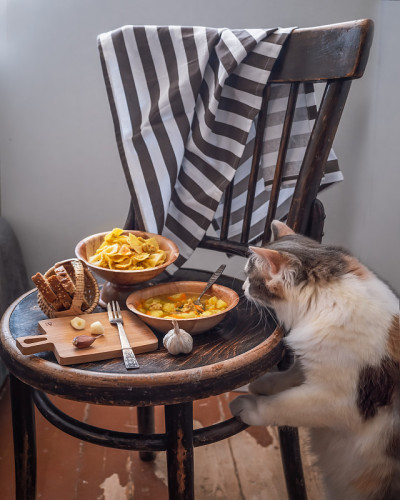 一只毛茸茸的猫饶有兴趣地看着一张有盖晚餐的椅子