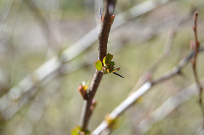 Henomeles