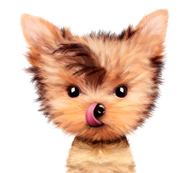 可爱的约克郡犬坐在那里舔鼻子