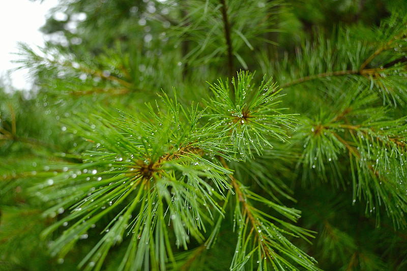 雨后松树