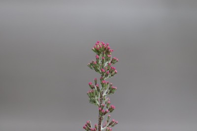 千屈菜科