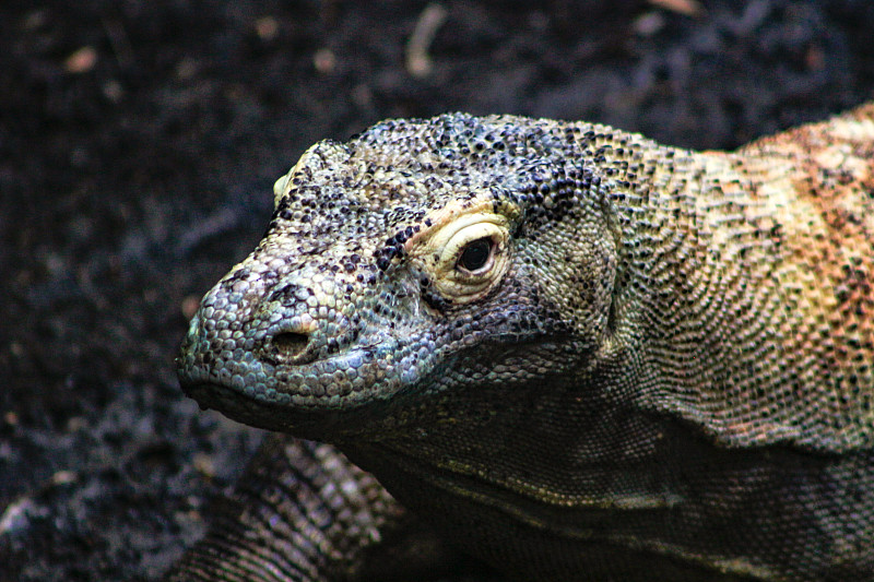 在科莫多岛的护林员站附近，一只野生的科莫多巨蜥(varanus komodoensis)把头靠在一块