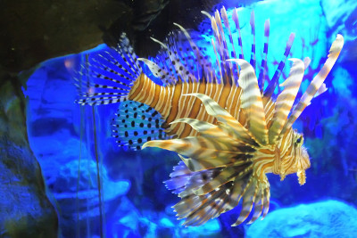 水族馆。