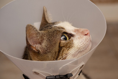 戴着伊丽莎白时代项圈的猫
