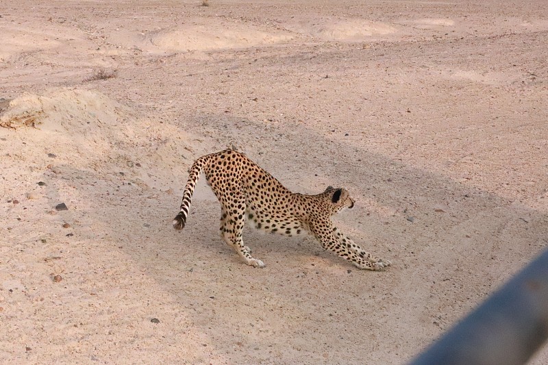 野猫