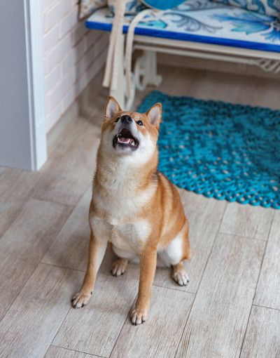 日本柴犬在房间里特写