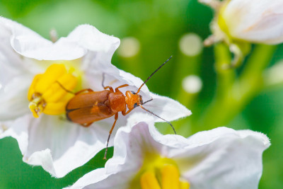 马铃薯花中的士兵甲虫特写