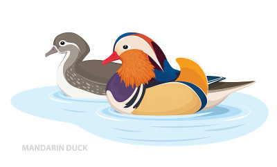 Two Mandarin Ducks swim in the water. Asian Birds.