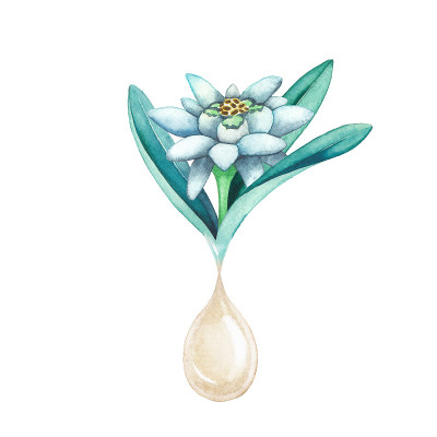 水彩油滴从雪绒花植物。