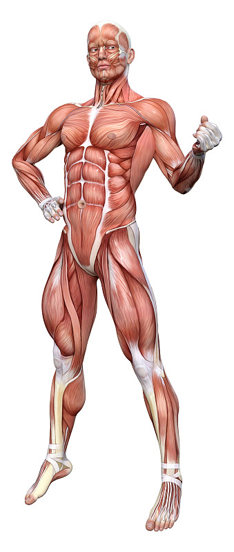 3D插图男性图形与肌肉地图上的白色