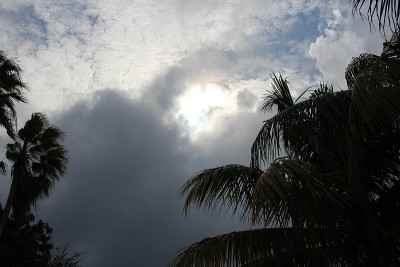 树的天空轮廓