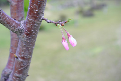 樱花花蕾等待春天的形象素材
