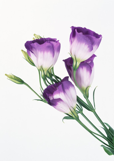 Eustoma花