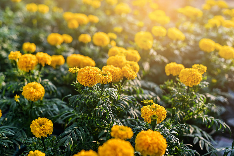 花园里美丽的万寿菊(万寿菊、墨西哥万寿菊、阿兹特克万寿菊或非洲万寿菊)。