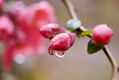 花蕾