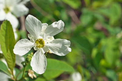 Exochorda racemosa