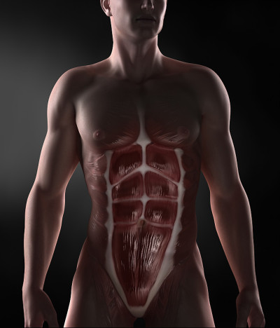 腹直肌abdominus解剖学