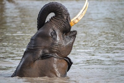 Safari