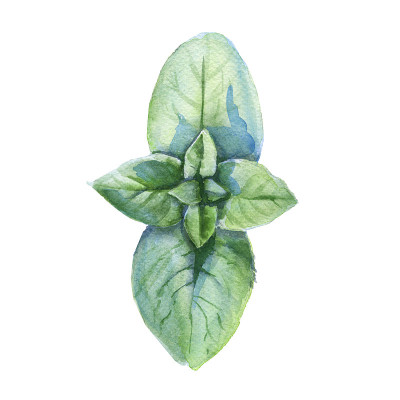 薄荷叶子。孤立在白色背景上。