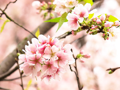樱花