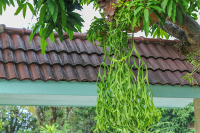 鹿角植物(Platycerium)，鹿角或学名Platycerium andinum，在印度尼西亚也