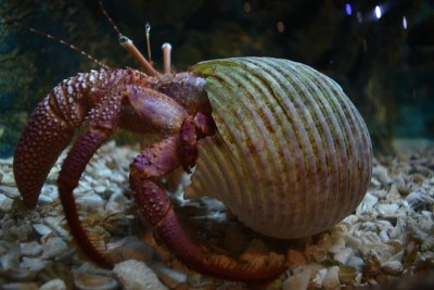 水生生物