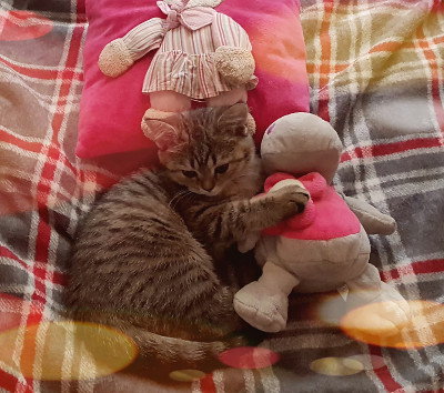美丽的猫睡觉