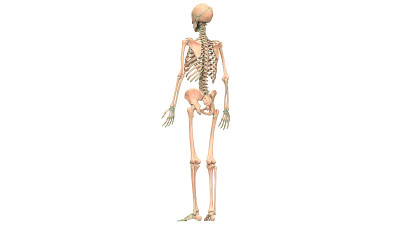 人体骨骼系统解剖学