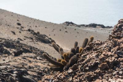 加拉帕戈斯熔岩仙人掌(Brachycereus nesioticus):厄瓜多尔加拉帕戈斯群岛Bar