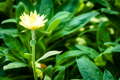 花盛开