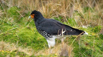 Carunculated caracara