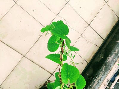 吉洛伊