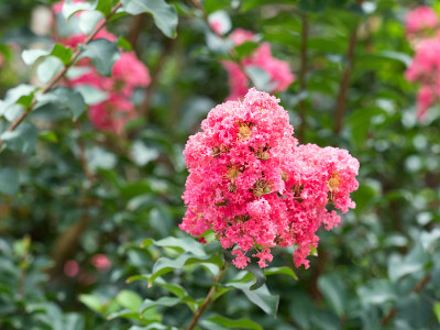 紫薇花