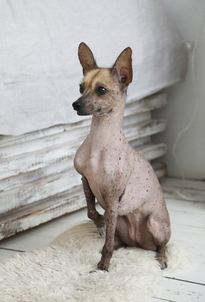 墨西哥无毛狗xoloitzcuintli坐在地板上