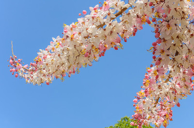 桂花在蓝天